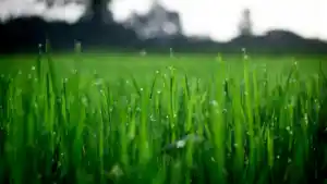 humidité du sol